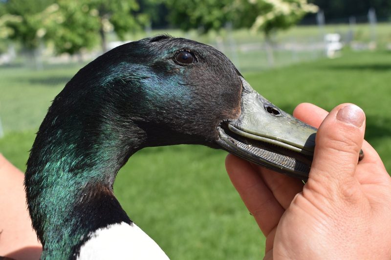 Mit Pommernenten zum Lebenstraum: Anja Tschannen aus Pensier (FR) erhält alte Nutztierrassen