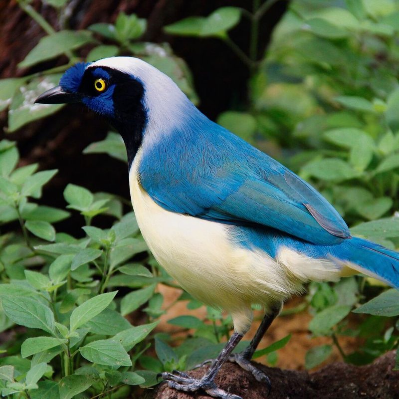 Inkahäher oder Grünhäher aus Zentralamerika im Papiliorama in Kerzers FR.