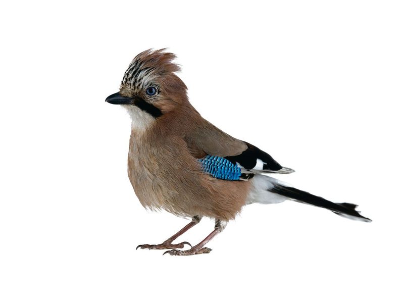 Jay