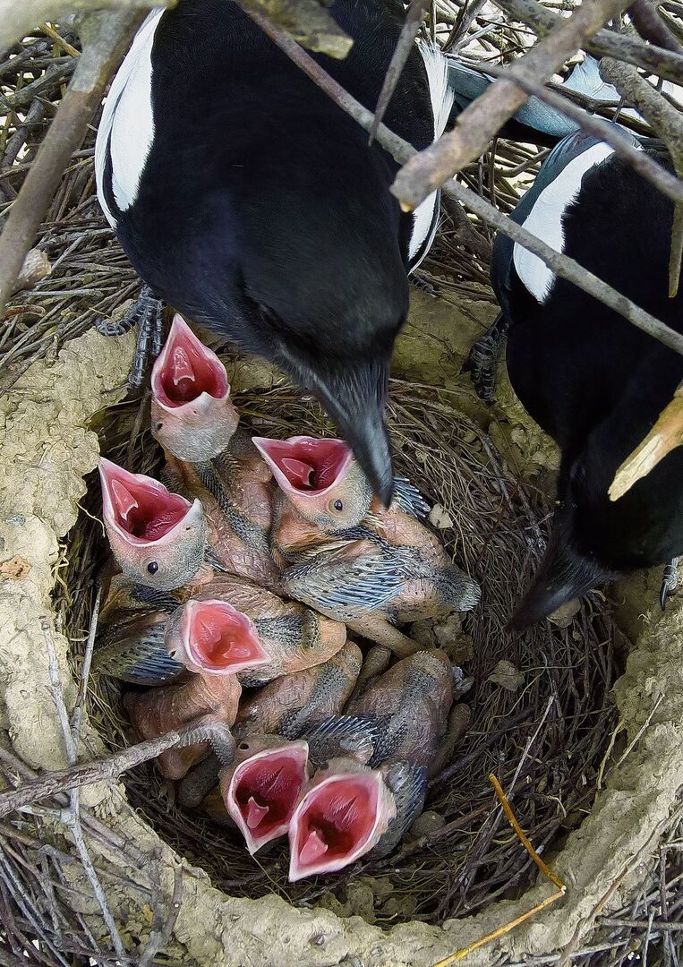 Elstern füttern ihre Kleinen