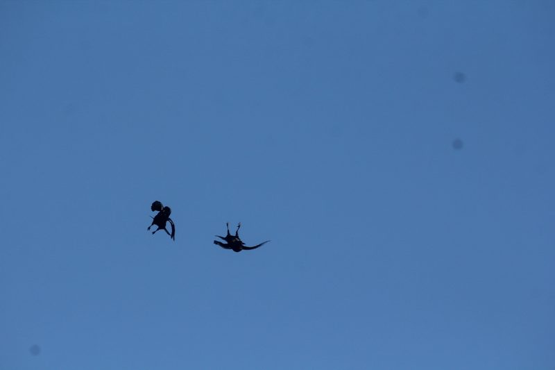 Raben sind die Überflieger unter den Vögeln