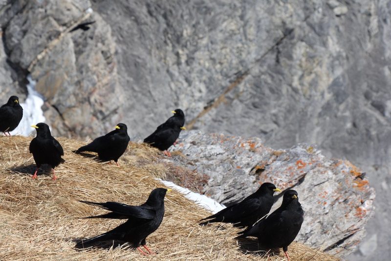 Raben sind die Überflieger unter den Vögeln