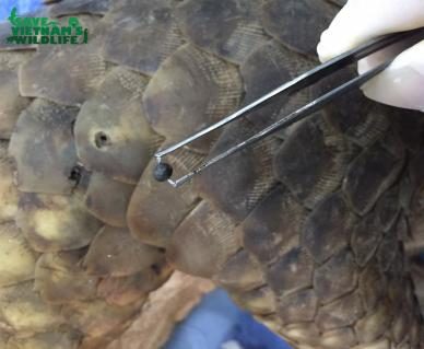 Schuppentier wird in Vietnam gerettet