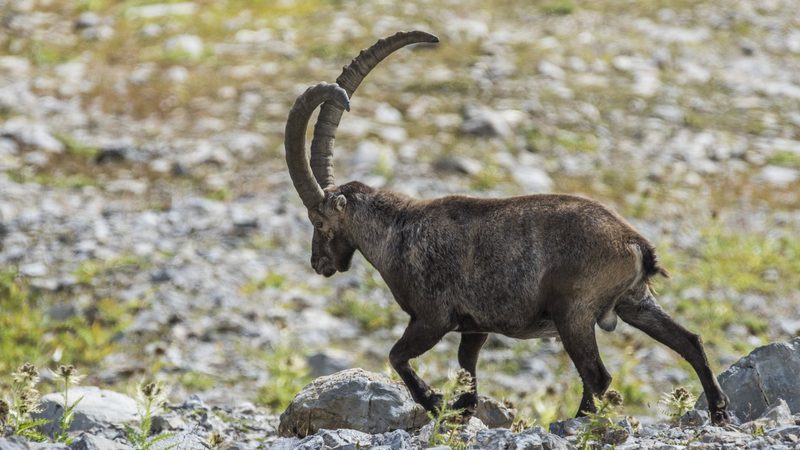 «Es braucht fünf Menschenleben, um die Natur zu verstehen»
