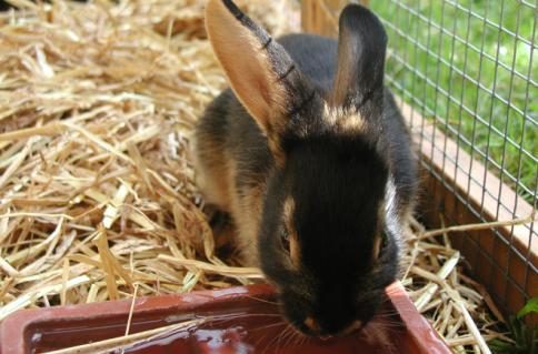 Trinkendes_Loh-Jungkaninchen_s.jpg