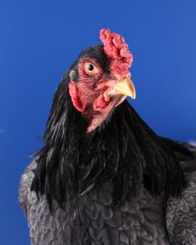 Indischer Kämpfer Portrait