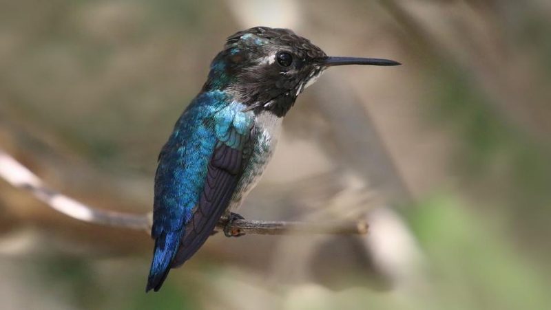 Bienenelfe Kolibri