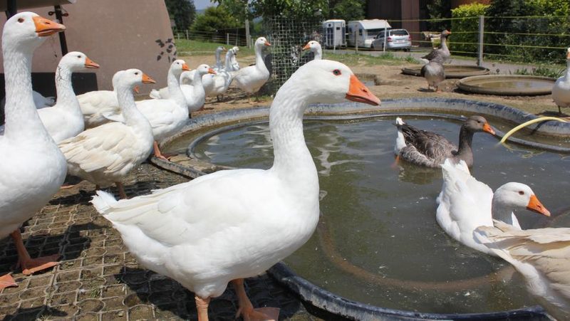 Weidegänse am Becken