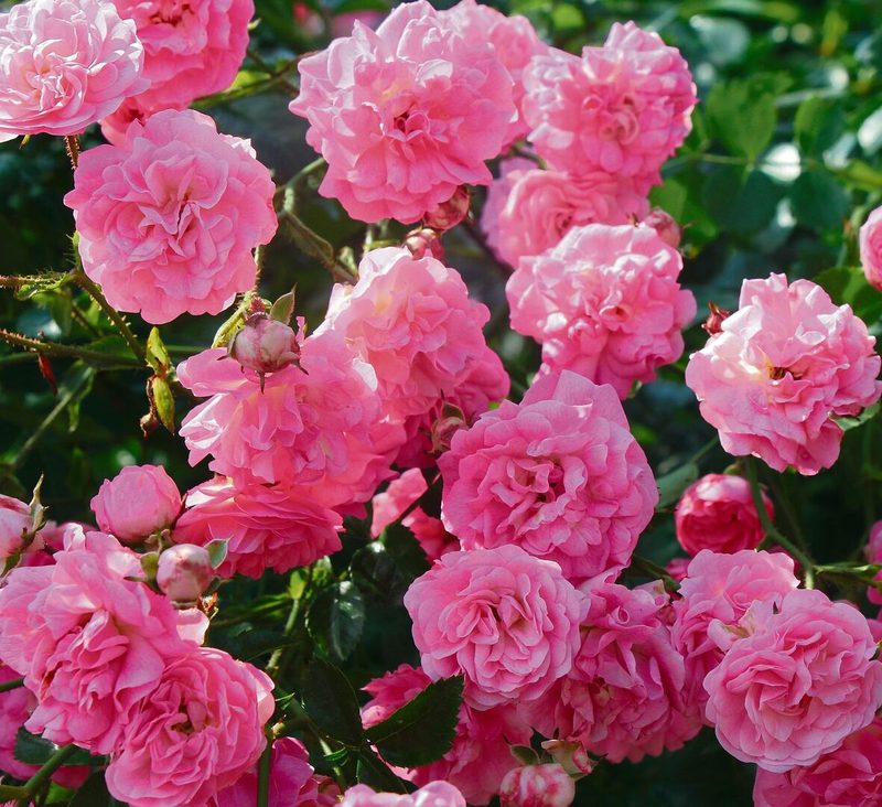 Rose Minnehaha