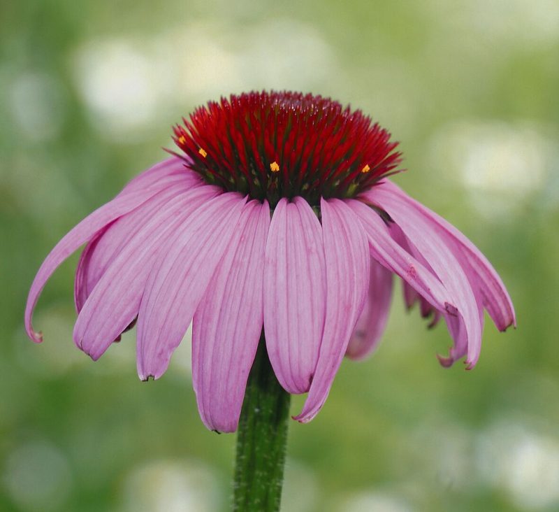 Sonnenhut oder Echinacea