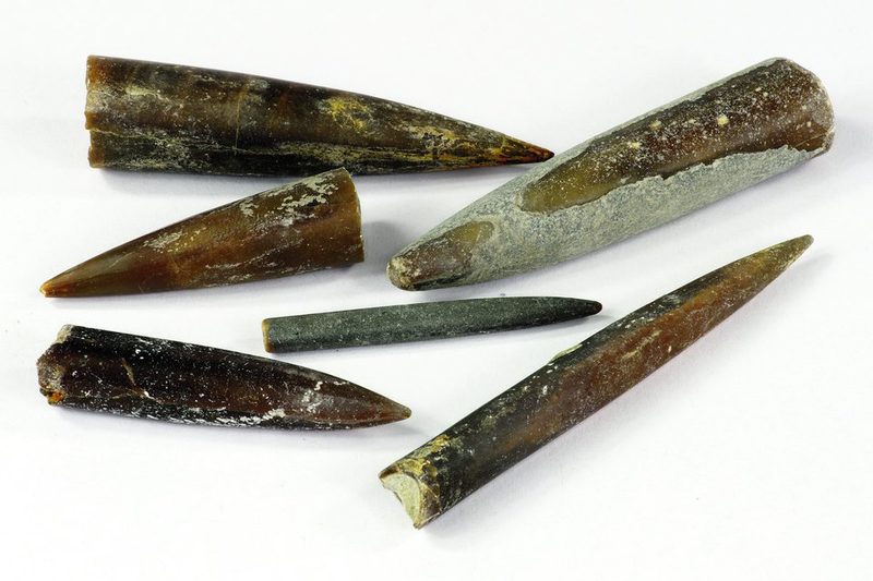 Belemiten