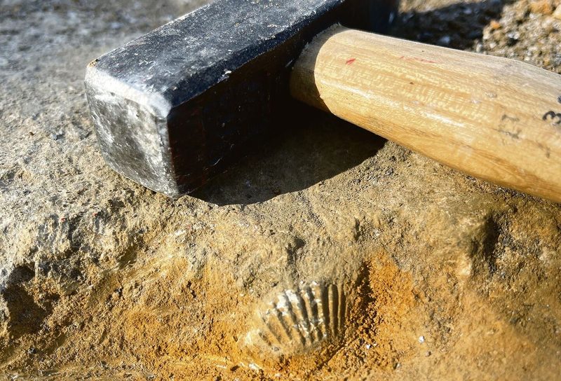 Fossiliensuche mit Hammer