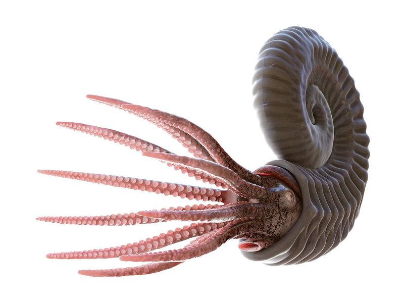 So oder ähnlich sahen Ammoniten zu Lebzeiten aus. Sie sind mit den heutigen Tinten-fischen verwandt.