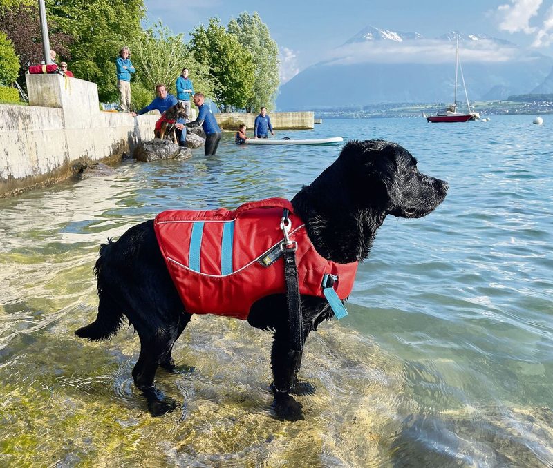 Geduldig wartet Aiko auf das Kommando von Rettungsschwimmer Markus Schläpfer. Erst wenn der Ertrinkende gesichert ist, kann sich der Hund ihm gefahrlos nähern.