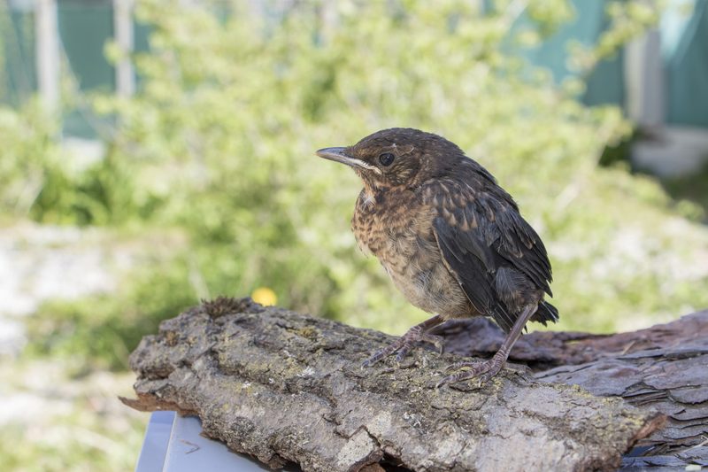 Hilflose Jungvögel?