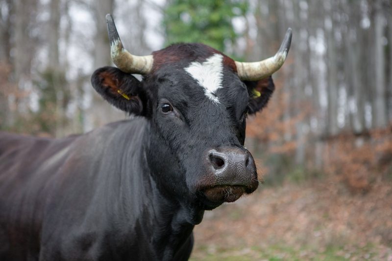 Weisse Flecken als Markenzeichen der Evolèner Rinder
