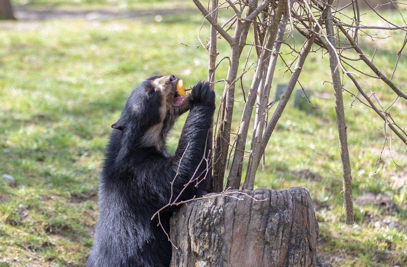 Beschäftigung von Zootieren