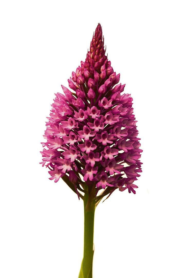Spitz-Orchis