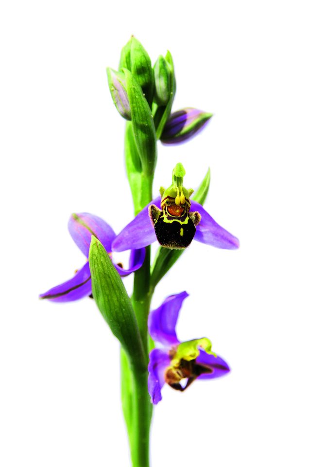 Die Bienen-Ragwurz ist einer der Orchideen, die man auf kalkhaltigen Magerwiesen findet.