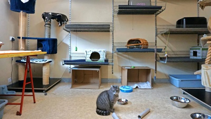Katzenasyl Buckten BL