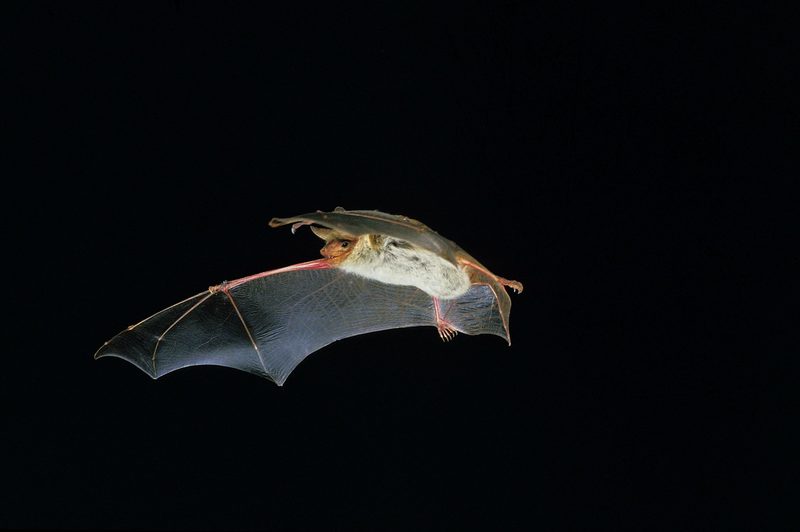 Fledermaus imitiert Insektengeräusche