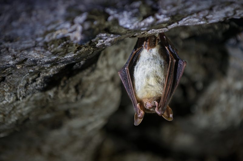 Fledermaus imitiert Insektengeräusche