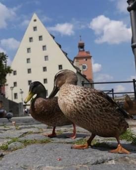Wildes Regensburg – Doku