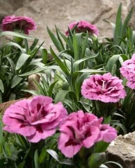 Blumen in Garten