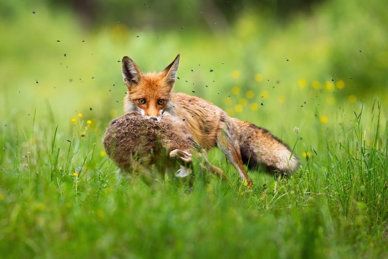 Wilde Indizien im Wald