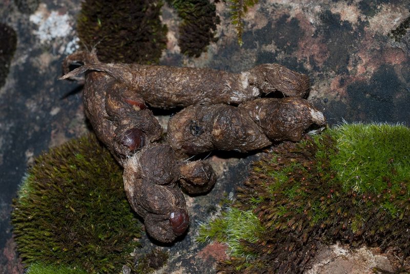 Wilde Indizien im Wald