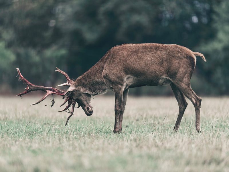 Wilde Indizien im Wald