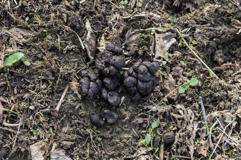 Wilde Indizien im Wald