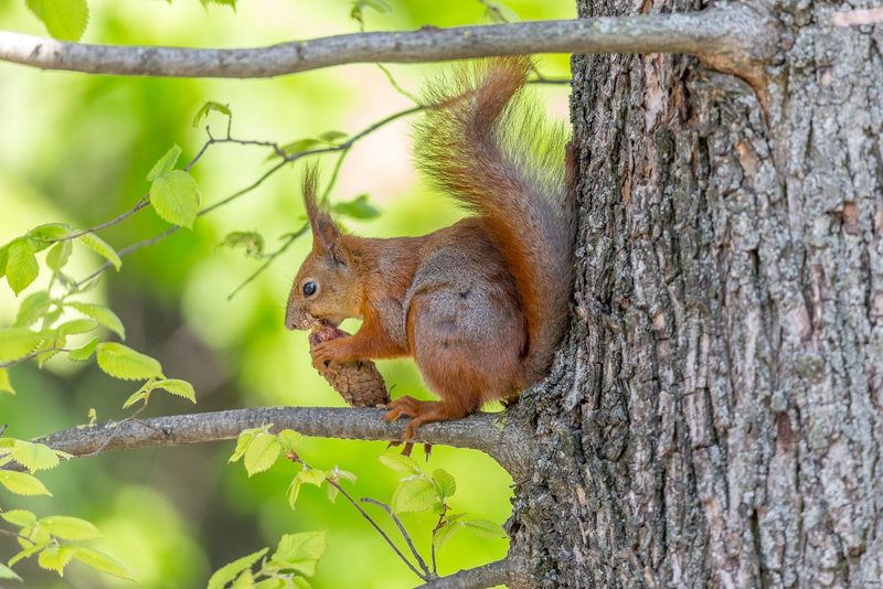 Wilde Indizien im Wald
