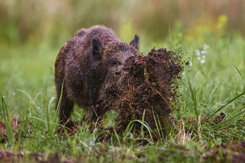 Wilde Indizien im Wald