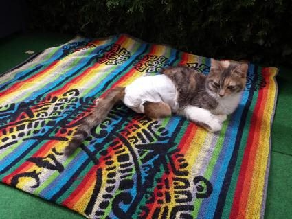 01-windelkatzen.jpg