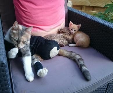 10-windelkatzen.JPG