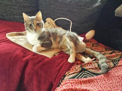 02-windelkatzen.jpg