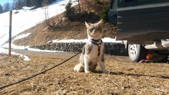 03-windelkatzen.jpg