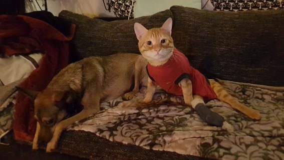 06-windelkatzen.jpg