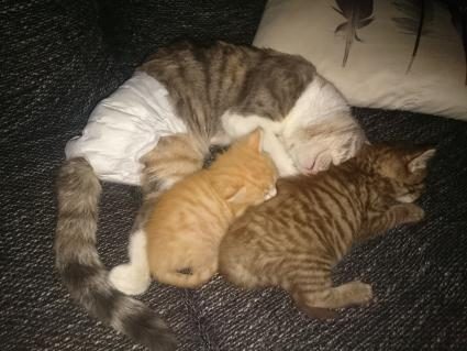 11-windelkatzen.JPG