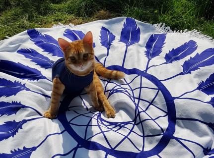 08-windelkatzen.jpg