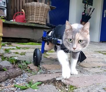 04-windelkatzen.jpg