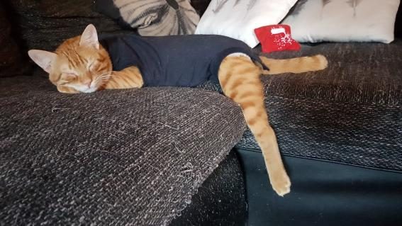 07-windelkatzen.jpg