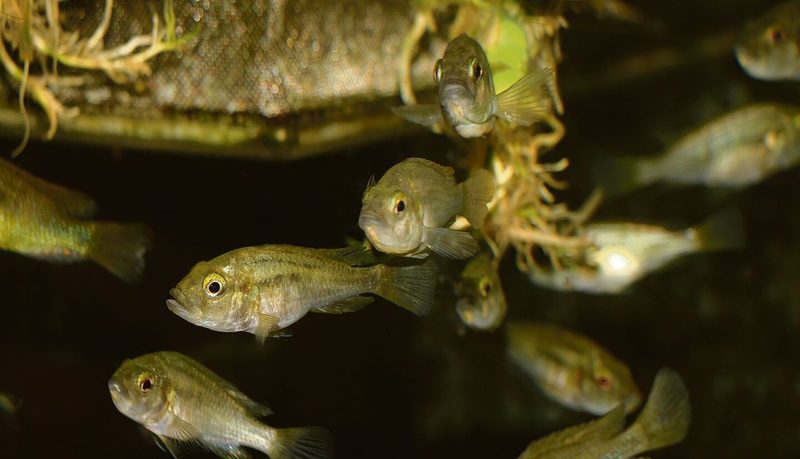 Fische der Gattung Astatotilapia vermehren sich in den Aquarien der Universität Basel.