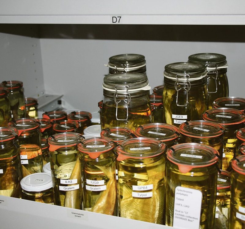 Je zehn Exemplare fast aller 250 Buntbarsch-Arten des Tanganjikasees sind als Nass-präparate in der Universität Basel vorhanden.
