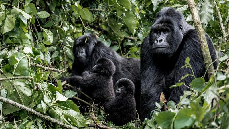 Gorillafamilie im Wald am Boden