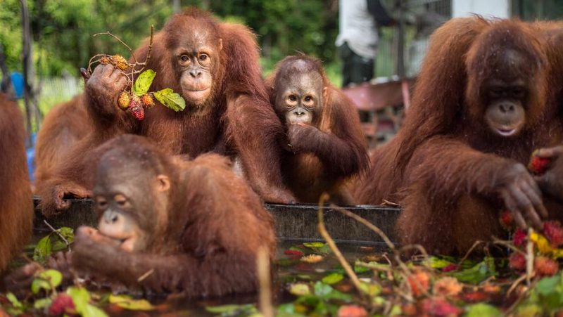 Orang-Utans fressen Rambutan in Auffangsstation