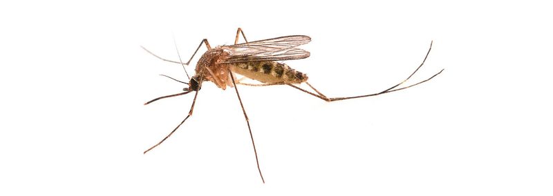 Tipps und Tricks gegen Mücken, Wespen, Fliegen & Co.