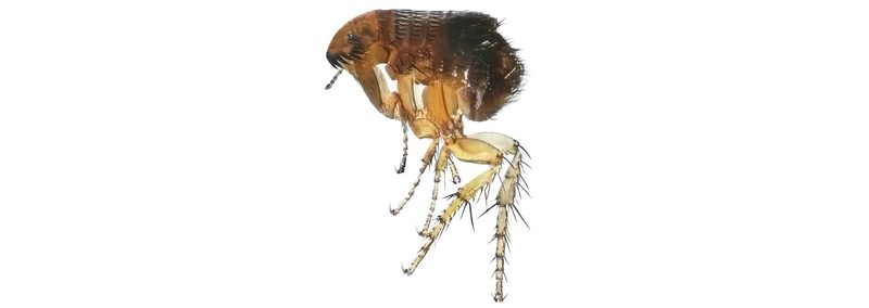 Tipps und Tricks gegen Mücken, Wespen, Fliegen & Co.