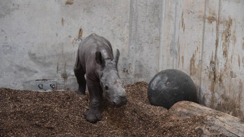 Nashornbaby Ushindi im Zoo Zürich